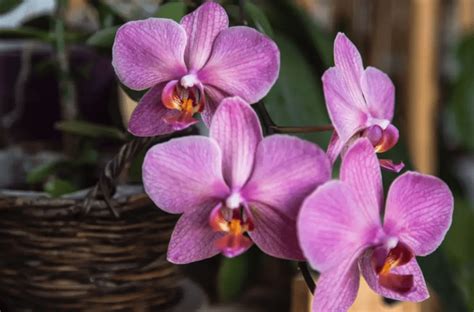 Orchid Leaves Wrinkled? Top Reasons and How to Fix Them