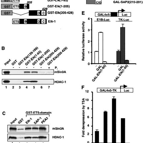 Elk 1 Contains A Transcriptional Repression Domain A Diagram