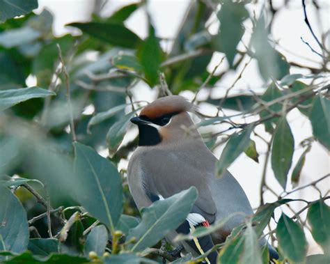 Jaseur Boreal Le Guivinec Mathurin Belliot Flickr