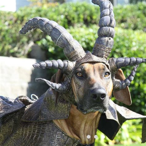 Dragon Dog Costume - Etsy Singapore