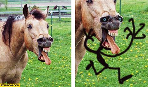 Silly horse face creative drawing on it | StareCat.com