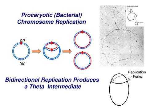 Ppt Dna Replication Senior Biology Mrs Brunone Powerpoint Presentation Id3696630