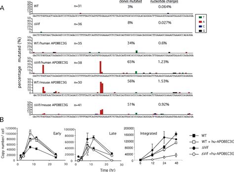 Species Specific Exclusion Of Apobec G From Hiv Virions By Vif Cell