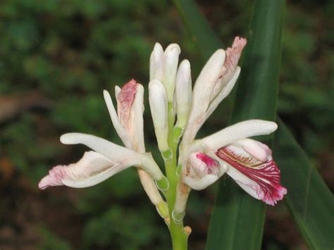 Alpinia Cuidados Y Variedades