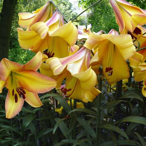 Lily Oriental Trumpet Ot Rising Moon 5 Bulbs Longfield Gardens