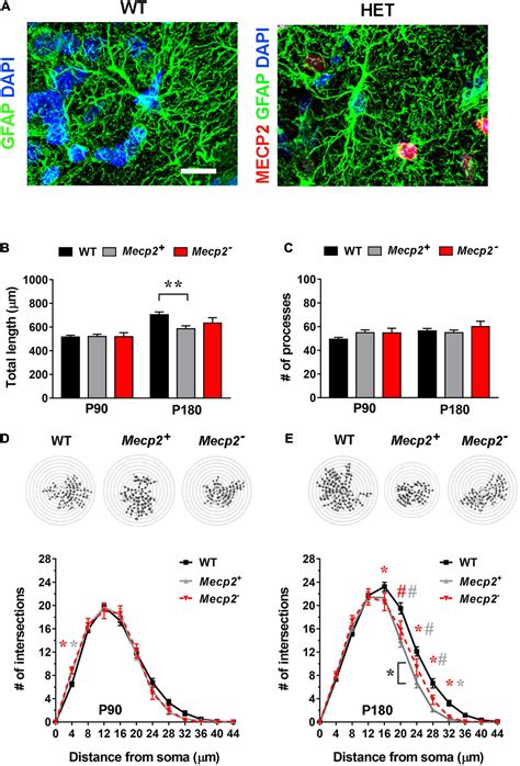 Frontiers Identification Of Region Specific Cytoskeletal And