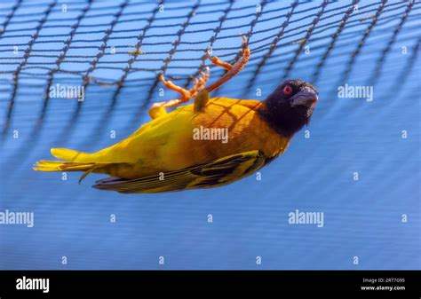 Weaver Bird With Bright Colours Stock Photo Alamy