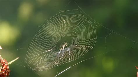 nature spider weaver  stock video pixabay