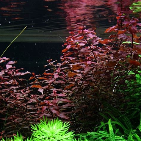 Ludwigia Sp ‘mini Super Red Xxl Cup 12cm