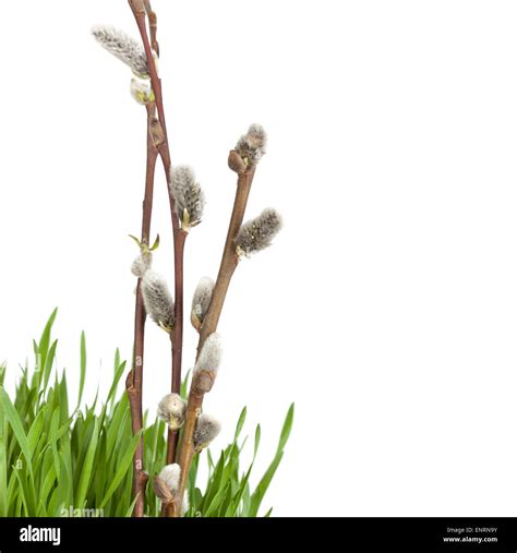 Branch Of Pussy Willow In Green Grass Closeup On White Background