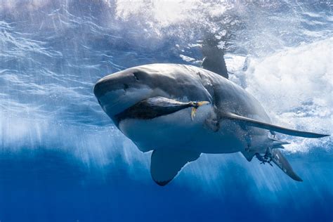 Do Sharks Eat People? - American Oceans