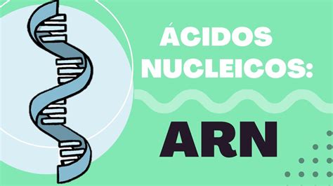 Introducción A Los Ácidos Nucleicos ¿qué Es El Arn Estructura Arnm