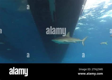 Close Up Glimpse Of Reef Sharks Swimming Underwater In Caribbean Sea