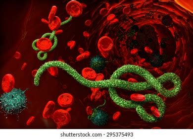 Ebola Bacteria Virus Cell 3d Stock Illustration 295375493 Shutterstock