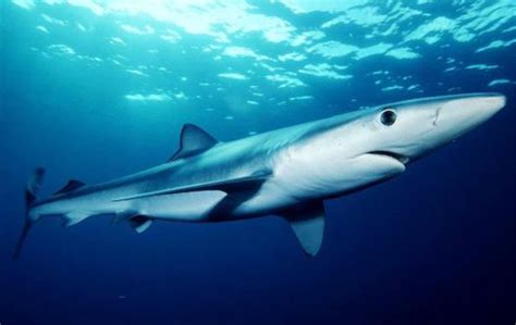 Blue Shark – Northwest Wildlife Preservation Society