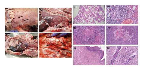 Post Mortem Examination Of Index Asfv Infected Pig Left Panels Gross