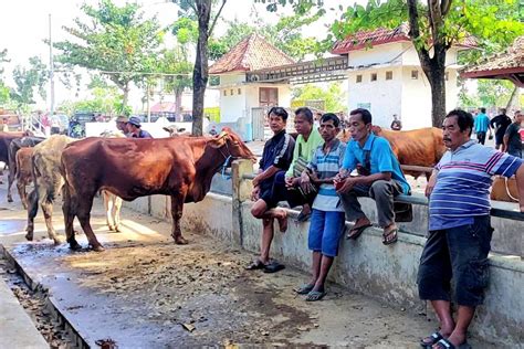 Transaksi Ternak Meningkat Jelang Iduladha Perputaran Uang Di Pasar