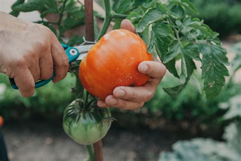 How And When To Pick Tomatoes Probably Not When You Think Tomato Bible