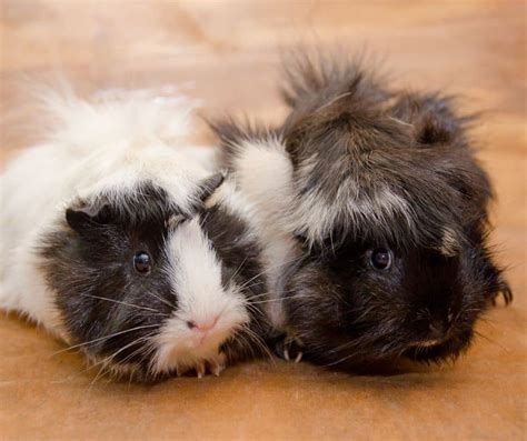 Abyssinian Guinea Pig Origin Appearance And Other Facts More Guinea