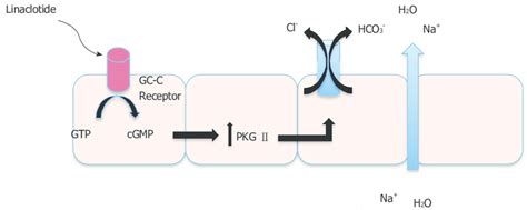 Mechanism of action of linaclotide. | Download Scientific Diagram