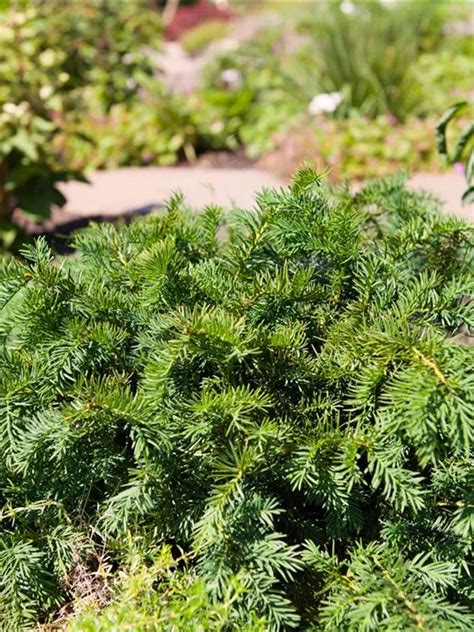 Taxus Baccata Repandens Tafeleibe Kisseneibe Semper Verde