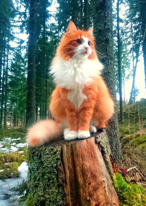 A Red and White Norwegian Forest Cat. They are friendly to people but don't take well to other ...