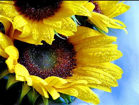 After The Rain Brown Sunflowers Yellow Drops Sky Water HD