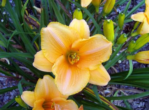 Cape Fear Botanical Gardens | Day lilies, Botanical gardens, Garden