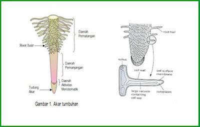 Fungsi Rambut Akar Tumbuhan dalam Proses Penyerapan Air dan Hara Tanah