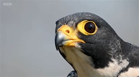 South Scotland Golden Eagles Peregrines Feature On BBCs Countryfile