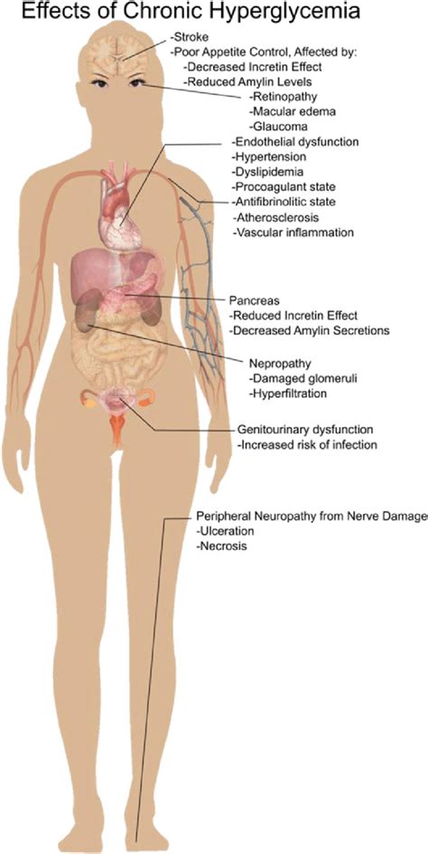 Effects Of Chronic Hyperglycemia Download Scientific Diagram