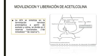 Bloqueadores Neuromusculares Despolarizantes Ppt