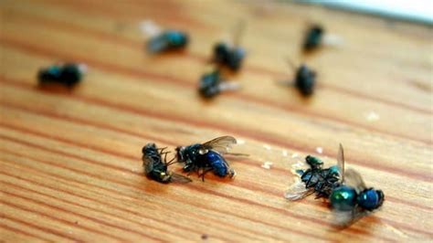 What Are Wood Flies Top Woodworking Advice