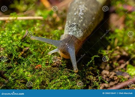 Limax Maximus Leopard Slug Crawling On The Ground Among The Leaves