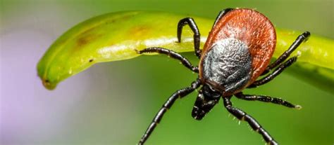 Bon Air Residents Beware Of Tick Borne Diseases Understanding The