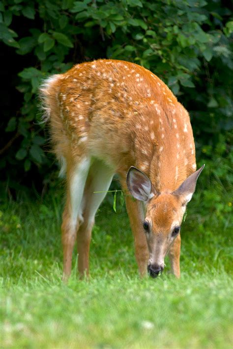 Ann Brokelman Photography: White Tailed Deer - Fawn with spots. August 2014