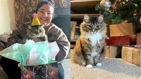 Warm Fuzzy Tale Nalas One Year Update • Seattle Area Feline Rescue