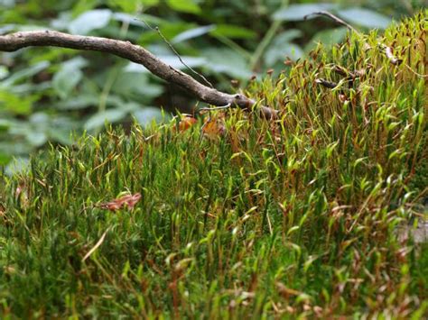 Free Images Nature Forest Grass Branch Wood Leaf Flower Trunk