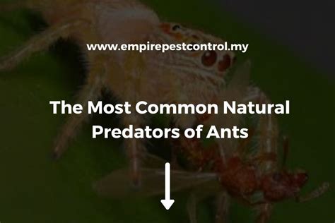 The Most Common Natural Predators Of Ants What Eats Ants