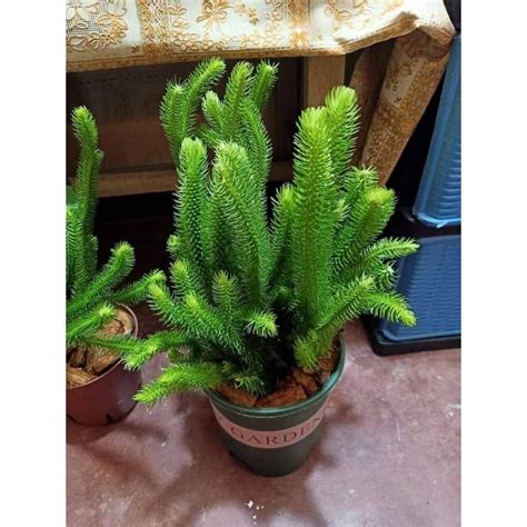 MONKEY TAIL FERN PLANT | Shopee Philippines