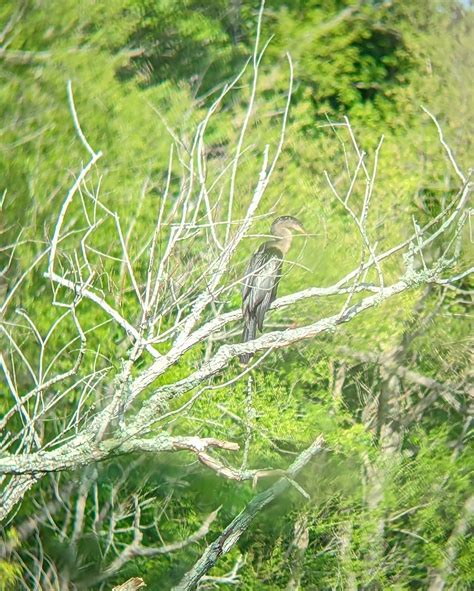 Ebird Checklist May Cape Island The Beanery Rea Farm