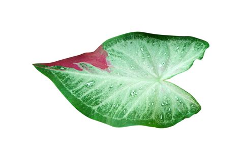 Beautiful Caladium Bicolor Leaves 20952098 PNG