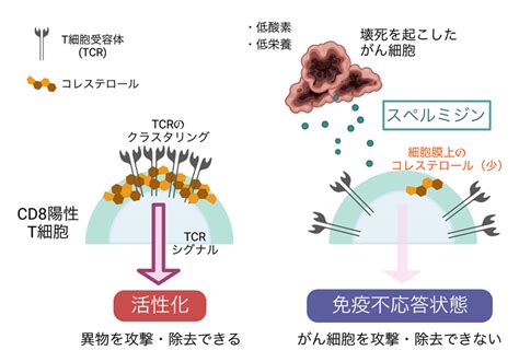 T細胞応答を抑制するがん代謝物オンコメタボライトを発見～がん免疫療法における新規治療標的としての期待～ テック・アイ生命科学