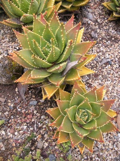 Cactus And Succulent Garden An Aloe Strybing Arboretum Flickr