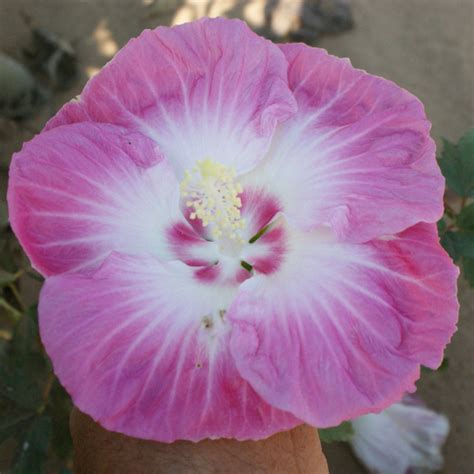 Hibiscus Breeding At The Texas Aandm Agrilife Center Vernon Texas Aandm Agrilife Research And