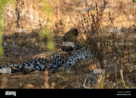 Leopards of Sri Lanka Stock Photo - Alamy