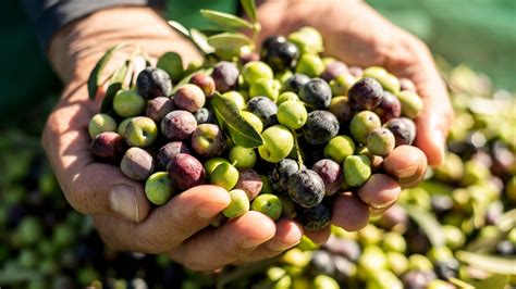 Aceitunas Y Cu L Es Mejor Para La Ocasi N Aceite O Aperitivo