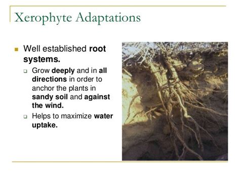 Xerophytes And Hydrophytes