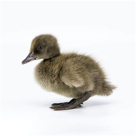 Ducklings: Khaki Campbell - My Pet Chicken