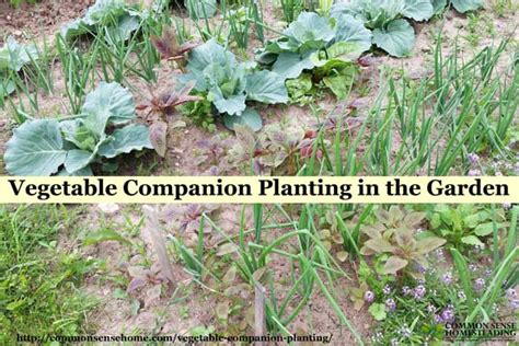 Vegetable Companion Planting In The Garden Total Survival